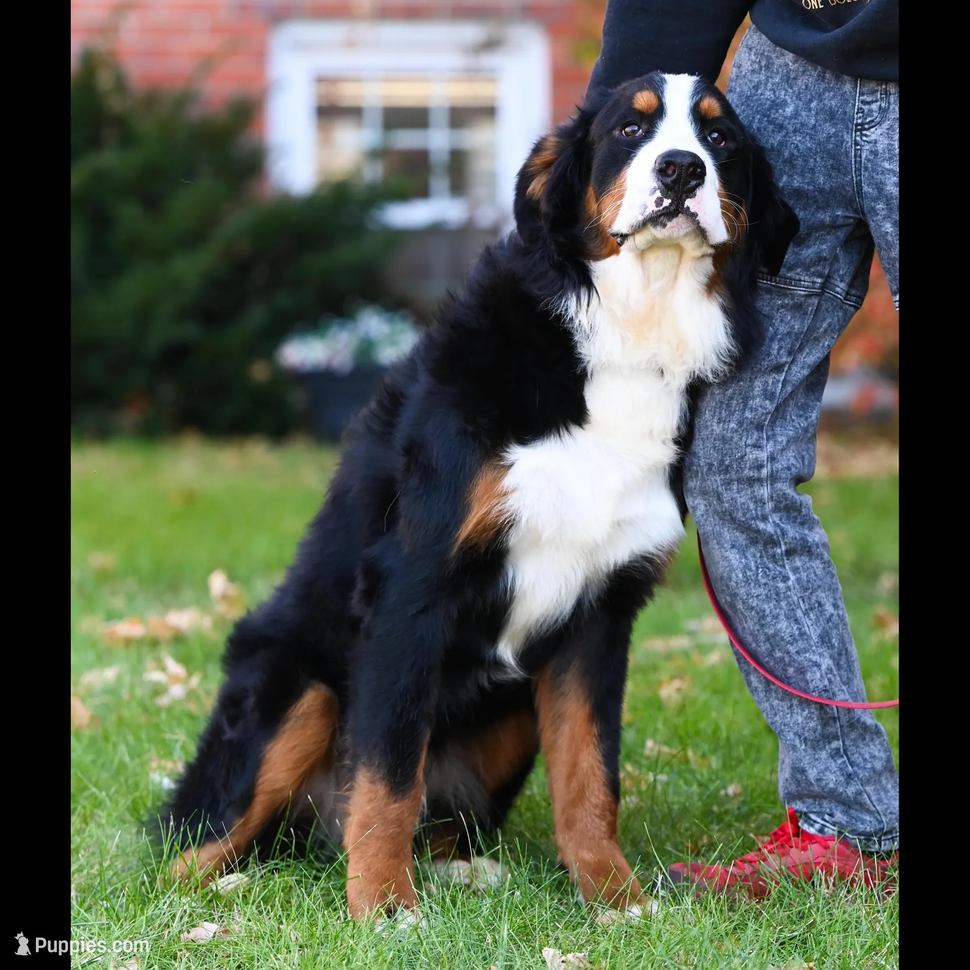 Simba (yellow fellow), a male Bernese Mountain Dog for sale in Ottumwa, IA – Photo 5 of 10