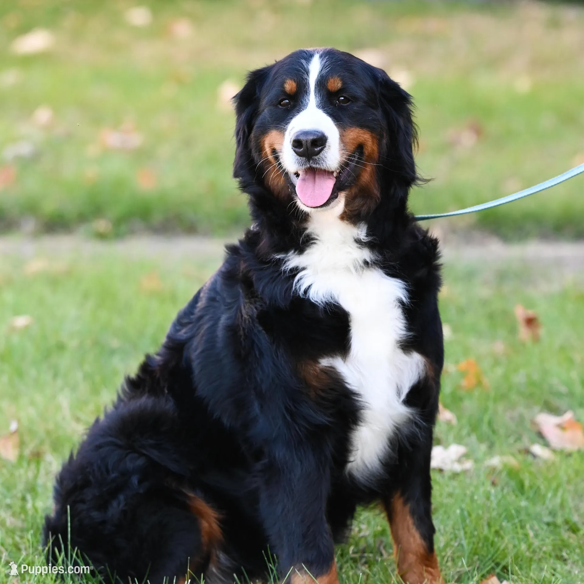Simba (yellow fellow), a male Bernese Mountain Dog for sale in Ottumwa, IA – Photo 8 of 10