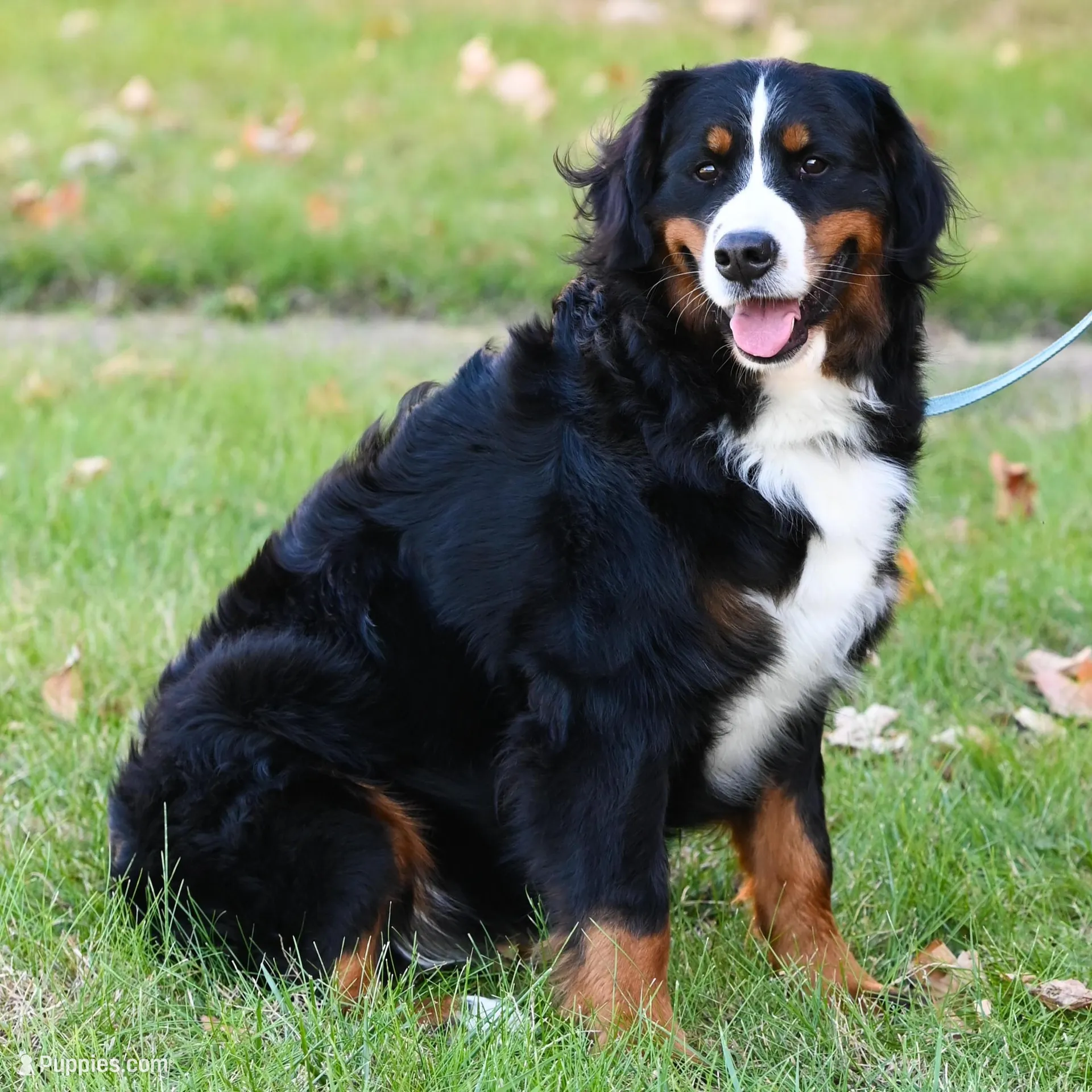 Simba (yellow fellow), a male Bernese Mountain Dog for sale in Ottumwa, IA – Photo 7 of 10