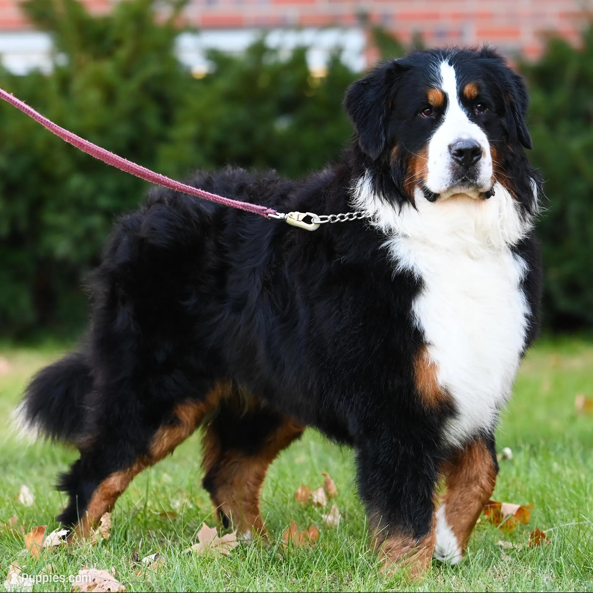 Simba (yellow fellow), a male Bernese Mountain Dog for sale in Ottumwa, IA – Photo 9 of 10