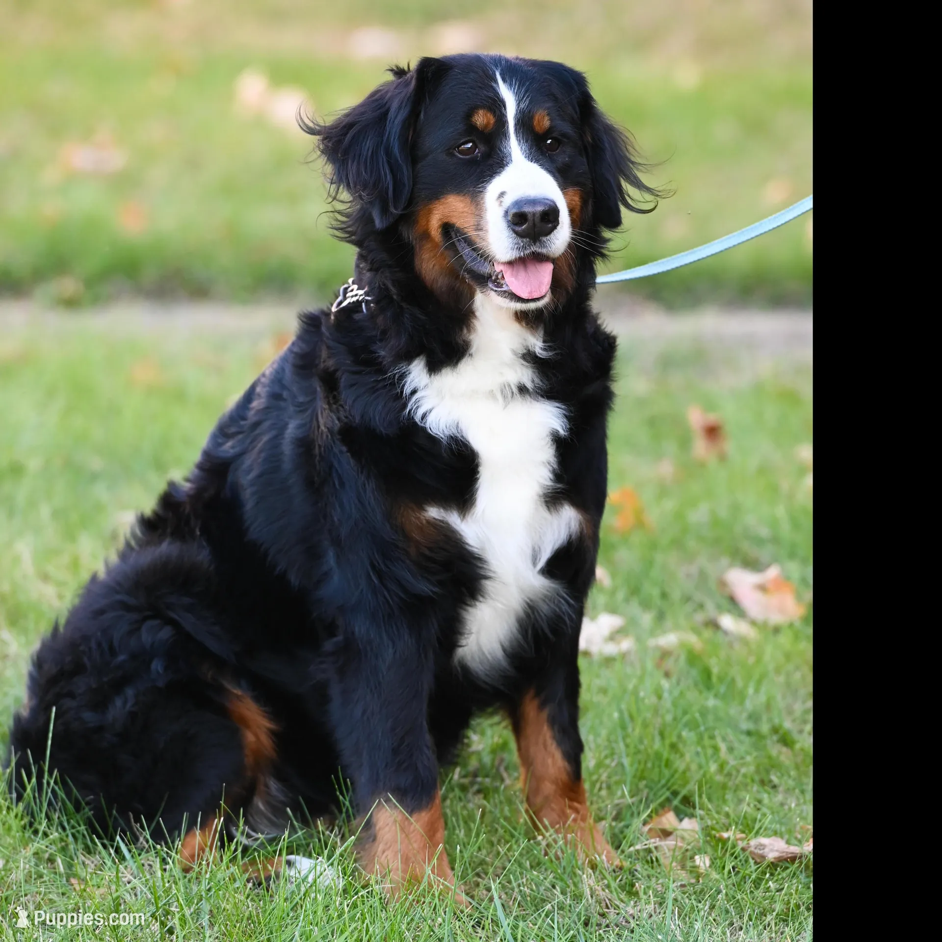 Blaze (orange boy), a male Bernese Mountain Dog for sale in Ottumwa, IA – Photo 8 of 10