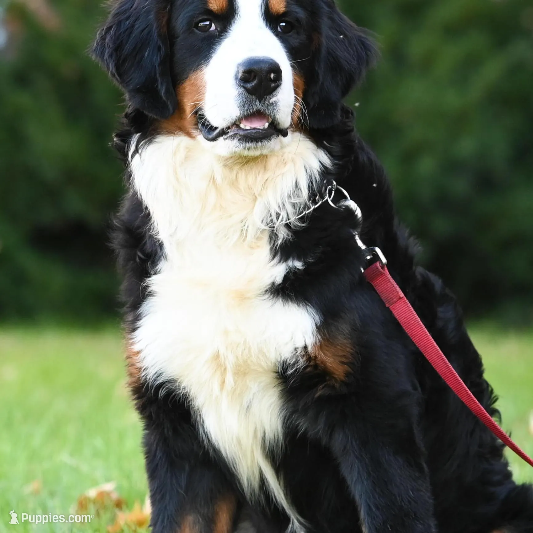 Blaze (orange boy), a male Bernese Mountain Dog for sale in Ottumwa, IA – Photo 4 of 10