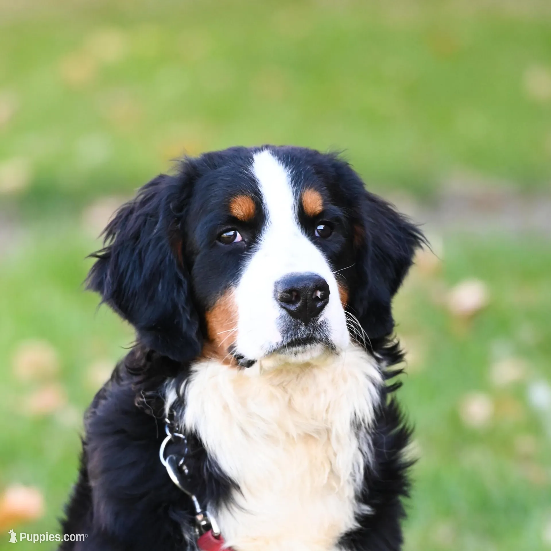 Blaze (orange boy) – Bernese Mountain Dog puppy for sale in Ottumwa, IA