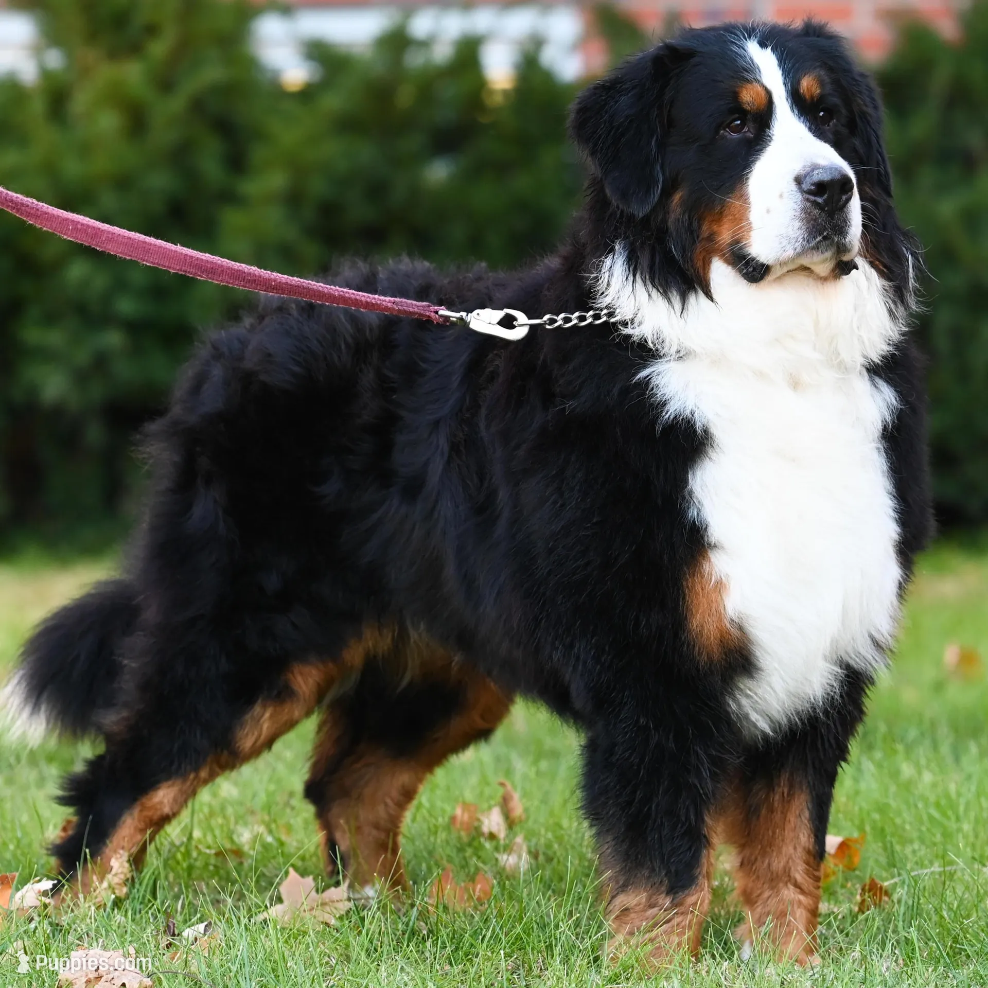 Blaze (orange boy), a male Bernese Mountain Dog for sale in Ottumwa, IA – Photo 10 of 10