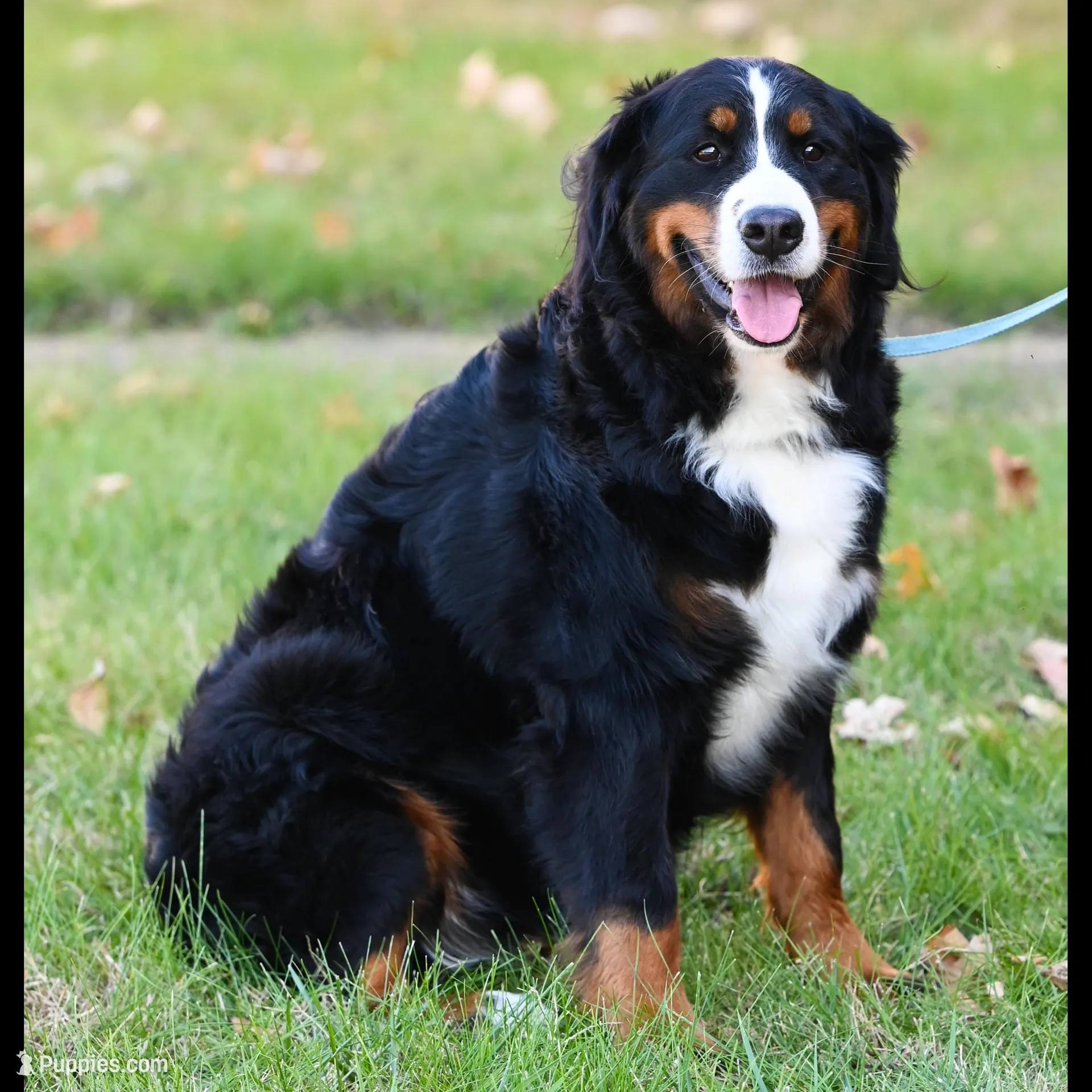 Blaze (orange boy), a male Bernese Mountain Dog for sale in Ottumwa, IA – Photo 7 of 10