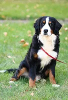 Blaze (orange boy), a male Bernese Mountain Dog for sale in Ottumwa, IA – Photo 5 of 10