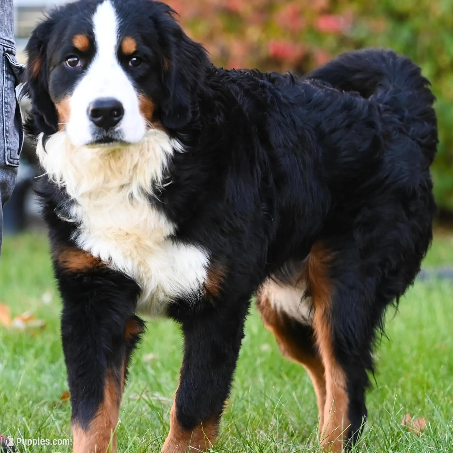 Blaze (orange boy), a male Bernese Mountain Dog for sale in Ottumwa, IA – Photo 3 of 10