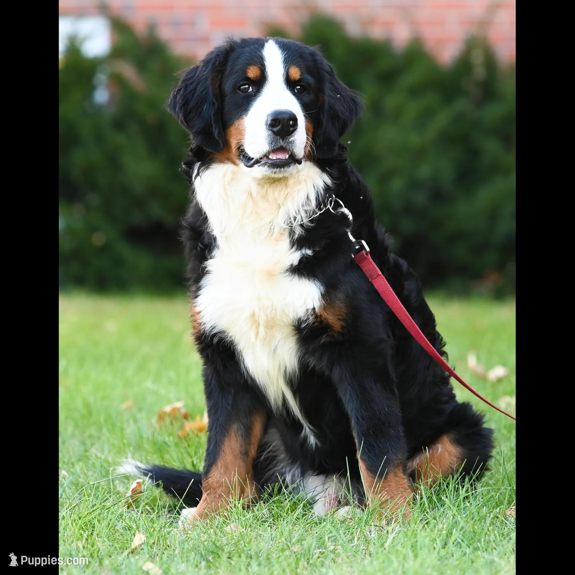 Blaze (orange boy), a male Bernese Mountain Dog for sale in Ottumwa, IA – Photo 2 of 10