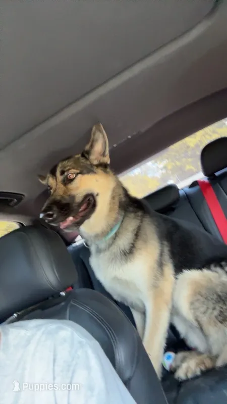 Prince – German Shepherd Dog puppy for sale in Miamisburg, OH