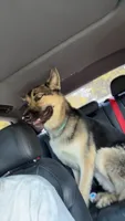 Prince, a male German Shepherd Dog for sale in Miamisburg, OH – 1 of 1