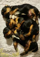 Ivy , a female Yorkshire Terrier for sale in Kalispell, MT – Photo 4 of 10