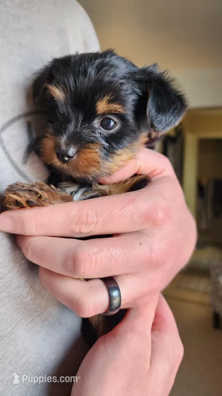 Ivy  – Yorkshire Terrier puppy for sale in Kalispell, MT