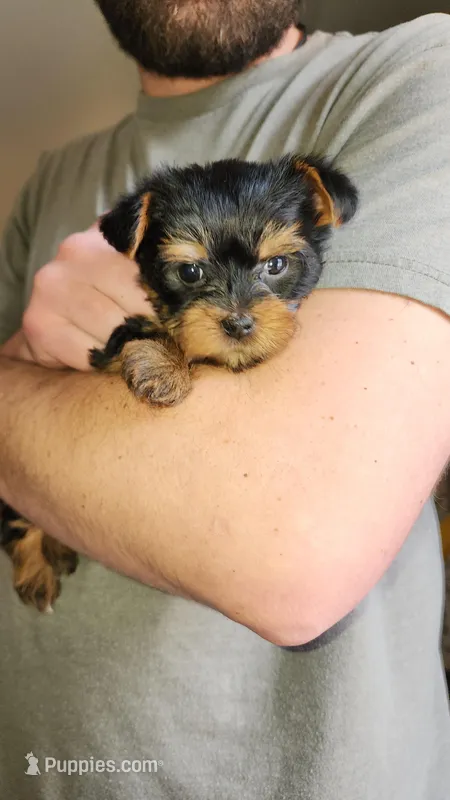 Lilly – Yorkshire Terrier puppy for sale in Kalispell, MT