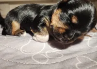 Huck "Huckleberry", a male Yorkshire Terrier for sale in Kalispell, MT – Photo 5 of 7