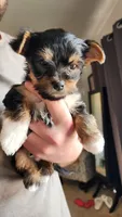 Huck "Huckleberry", a male Yorkshire Terrier for sale in Kalispell, MT – Photo 2 of 7