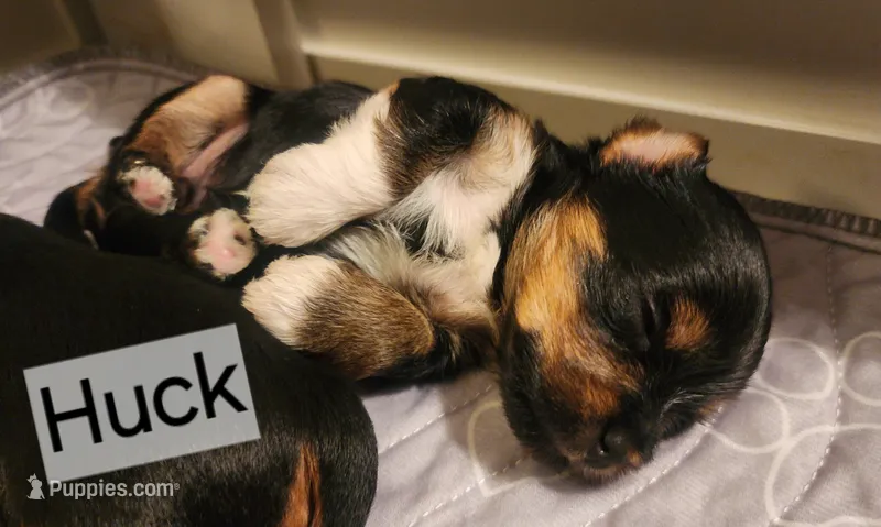 Huck "Huckleberry" – Yorkshire Terrier puppy for sale in Kalispell, MT