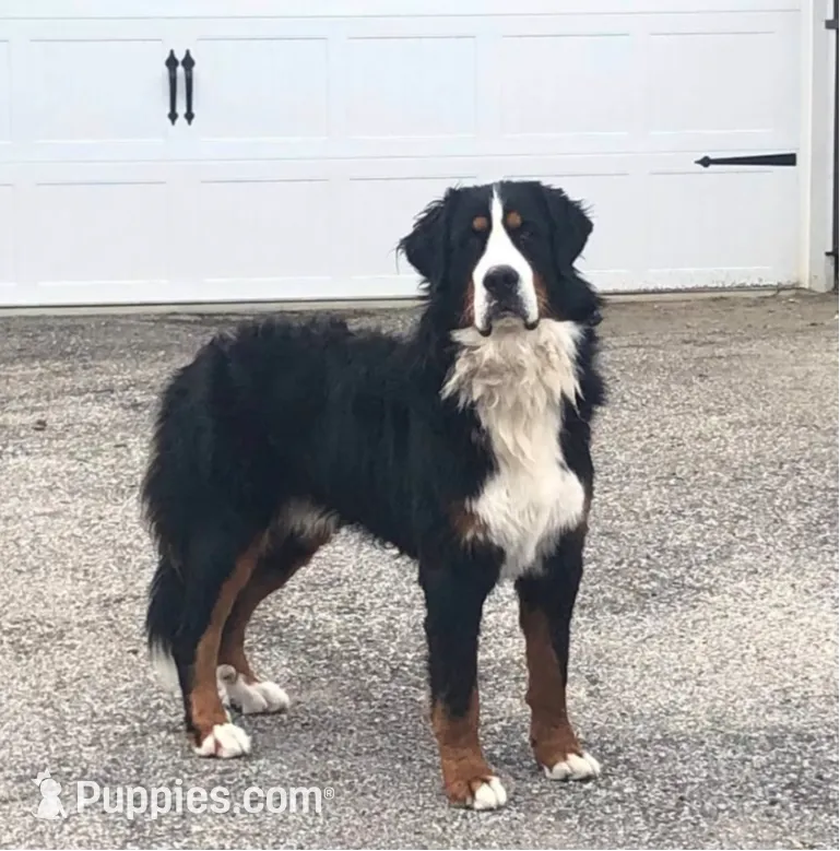 processed/c64bc01d-5798-4331-afcf-5da2ecd4b10d/listing/5a73ab2a-9320-4718-9b37-60d487a278ed/372e8665-9d08-489b-be99-5ad9fd0029af