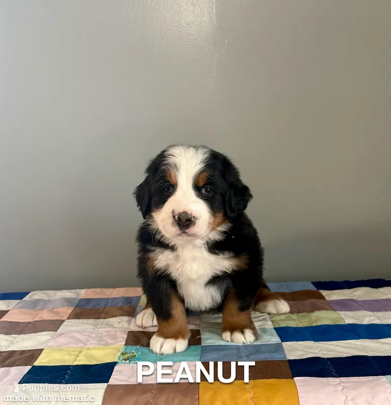 Peanut