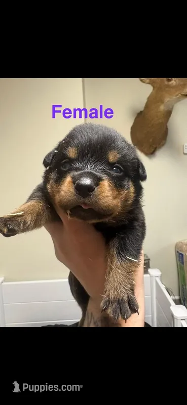 Female Rottweiler  – Rottweiler puppy for sale in Kenton, OH