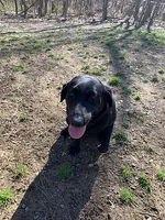 Lilly-Boss, a male Labrador Retriever for sale in Carrollton, GA – 2 of 4