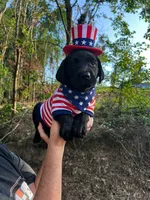 Bebe-Cash, a male Labrador Retriever for sale in Carrollton, GA – 1 of 6