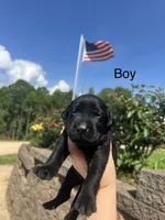Bebe-Cash, a male Labrador Retriever for sale in Carrollton, GA – 4 of 5