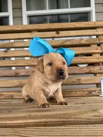 Tips-Kirby, a female Labrador Retriever for sale in Carrollton, GA – 3 of 8