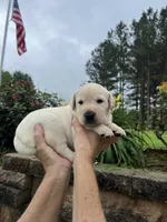 Lilly-Boss, a male Labrador Retriever for sale in Carrollton, GA – 5 of 6