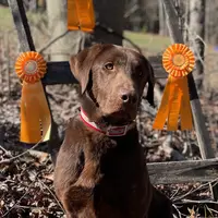 JenniOzzie, a female Labrador Retriever for sale in Carrollton, GA – Photo 1 of 5