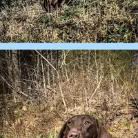 JenniOzzie, a female Labrador Retriever for sale in Carrollton, GA – Photo 4 of 5