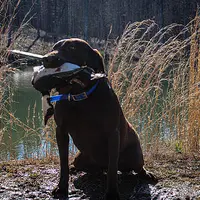 JenniOzzie, a female Labrador Retriever for sale in Carrollton, GA – Photo 3 of 5