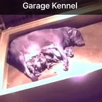 JenniOzzie, a female Labrador Retriever for sale in Carrollton, GA – Photo 5 of 5