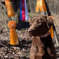 EllieOzzie, a  Labrador Retriever for sale in Carrollton, GA – Photo 1 of 2