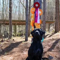 EllieOzzie, a  Labrador Retriever for sale in Carrollton, GA – Photo 2 of 2