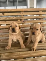 Tips-Kirby, a female Labrador Retriever for sale in Carrollton, GA – 4 of 8