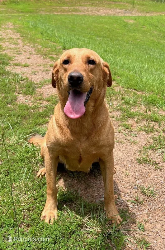 Tips-Kirby – Labrador Retriever puppy for sale in Carrollton, GA