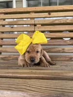 Tips-Kirby, a female Labrador Retriever for sale in Carrollton, GA – 2 of 8
