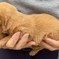 RebaKirby, a male Labrador Retriever for sale in Carrollton, GA – Photo 7 of 7