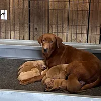 RebaKirby, a male Labrador Retriever for sale in Carrollton, GA – Photo 5 of 7