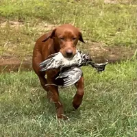 RebaKirby, a male Labrador Retriever for sale in Carrollton, GA – Photo 1 of 7