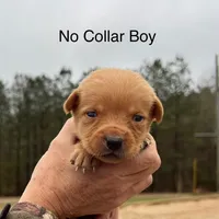 RebaKirby, a male Labrador Retriever for sale in Carrollton, GA – Photo 6 of 7