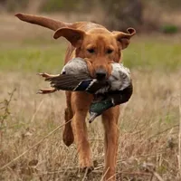RebaKirby, a male Labrador Retriever for sale in Carrollton, GA – Photo 3 of 7