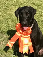 Bebe-Cash, a  Labrador Retriever for sale in Carrollton, GA – 2 of 2