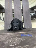 Bebe-Cash, a female Labrador Retriever for sale in Carrollton, GA – 4 of 6
