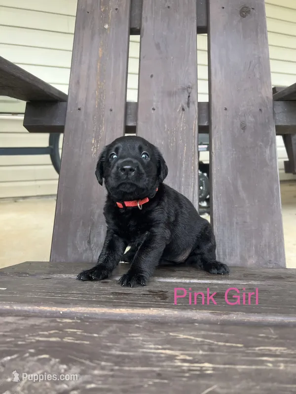 Bebe-Cash – Labrador Retriever puppy for sale in Carrollton, GA