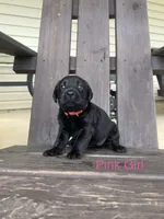 Bebe-Cash, a female Labrador Retriever for sale in Carrollton, GA – 1 of 6