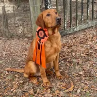 RebaKirby, a female Labrador Retriever for sale in Carrollton, GA – Photo 1 of 6