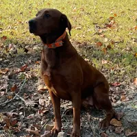 RebaKirby, a female Labrador Retriever for sale in Carrollton, GA – Photo 2 of 6