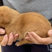 RebaKirby, a female Labrador Retriever for sale in Carrollton, GA – Photo 5 of 6