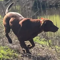 RebaKirby, a female Labrador Retriever for sale in Carrollton, GA – Photo 3 of 6